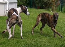 image of whippet #9