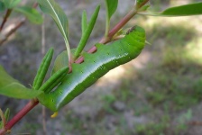 image of animal