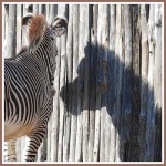 image of zebra
