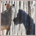 image of zebra #32