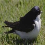 image of bird