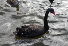 image of black_swan #33