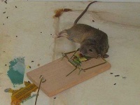 image of mousetrap