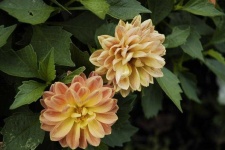 image of flower