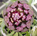 image of artichoke #7