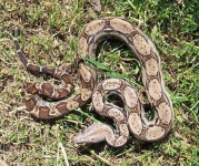 image of boa_constrictor