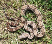 image of boa_constrictor #22