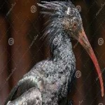 image of bird