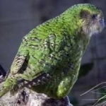 image of bird