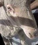 image of animal