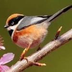 image of bird