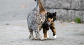 image of feral_cats