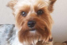 image of yorkshire_terrier #1