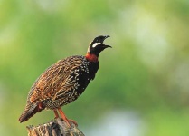 image of grouse #17