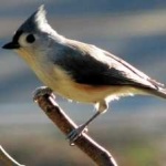 image of bird