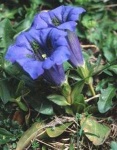image of flower