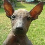 image of animal