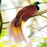 image of bird