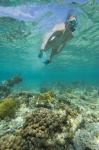 image of snorkel