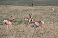 image of animal