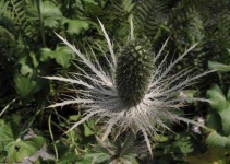 image of alpine_sea_holly #20