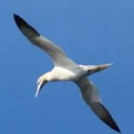 image of bird