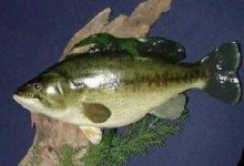 image of animal