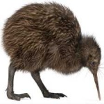 image of bird