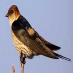 image of bird