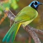 image of green_jay #4