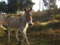 image of animal