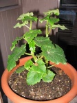 image of pot