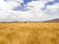 image of grassland