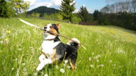 image of appenzeller