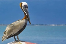image of animal