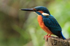 image of kingfisher