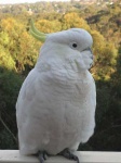 image of sulphur_crested_cockatoo #27