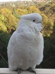 image of sulphur_crested_cockatoo