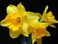 image of flower