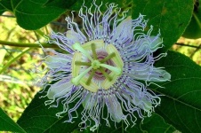 image of flower