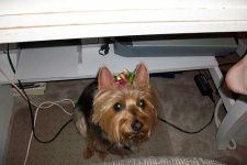 image of australian_terrier