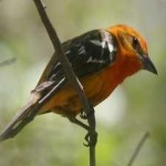 image of bird