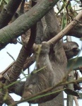 image of three_toed_sloth