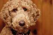 image of standard_poodle