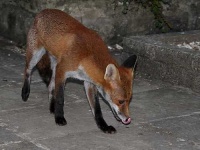image of red_fox