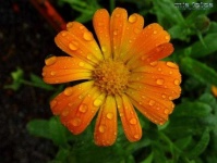 image of flower