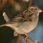 image of bird