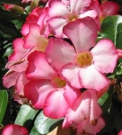 image of flower