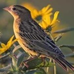 image of bird