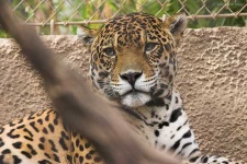 image of jaguar_car